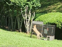 진주시 판문동 상락원 들개 포획구조 진행 중..시민 안전 우선