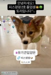 광주 동구 피스멍멍 유기견 입양센터, 개소 일주일 만에 1·2호 입양견 탄생