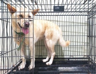 경기 여주 천송동에서 풍산견 발견 보호