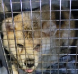 전남 목포 과학대학교에서 아키다 발견 보호