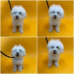 충남 천안 서북구에서 푸들 발견 보호