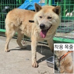 충남 예산 신암면에서 풍산견 발견 보호