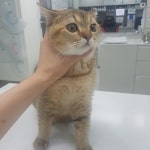 전북 전주 서곡두산아파트에서 브리티시 쇼트헤어 발견 보호