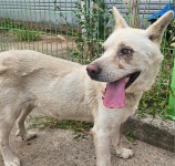 경북 영덕 영덕읍덕곡천길86에서 진돗개 발견 보호