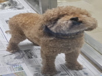 강원 원주 태장행복주택7단지에서 푸들 발견 보호