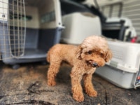 경북 칠곡 지천면금호왕방2길에서 푸들 발견 보호