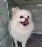 전북 군산 원두길에서 포메라니안 발견 보호