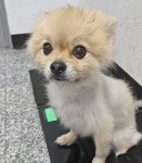 강원 강릉 사천면에서 포메라니안 발견 보호