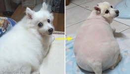 털찐 줄 알았는데..미용 후 드러난 강아지 본모습 보고 충격받은 주인