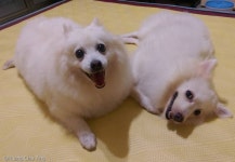 털찐 줄 알았는데..미용 후 드러난 강아지 본모습 보고 충격받은 주인