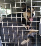 전남 목포 대성동성당에서 진돗개 발견 보호