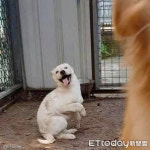 천방지축 강아지 교육하려 댕댕이 유치원 보냈더니...수업 중 흥 폭발!