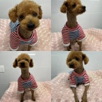 경북 구미 해평에서 푸들 발견 보호