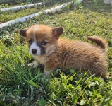 경북 영덕 영해면성내리124-1에서 웰시 코기 펨브로크 발견 보호