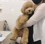 거기서 뭐해? 화장실까지 따라오는 주인 껌딱지 강아지