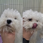 경북 경주 계림고등학교에서 말티즈 발견 보호