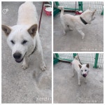 전남 여수 만성로에서 진돗개 발견 보호