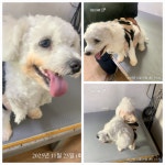 전남 여수 여서동에서 비숑 프리제 발견 보호