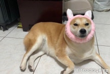 할머니 댁에 보름 맡겼더니... 포동포동 뚱땡이 돼버린 강아지