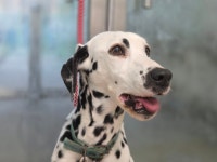 광주 남구에서 달마시안 발견 보호