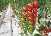 스마트팜으로 날개 단 연매출 160억 토마토 농장