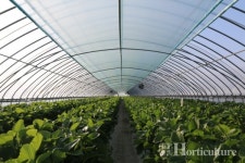 국산PO필름 솔라이트 3년 사용, 고품질 딸기생산