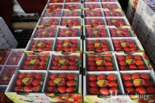 국산PO필름 솔라이트 3년 사용, 고품질 딸기생산