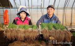 겨울철 입맛 돋우는 서산달래 본격 수확