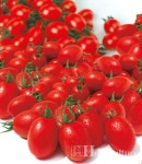 2018년 뜨는 종자