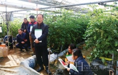 피피에스 TY스위티니 소비시장 반응 뜨거운 대추형 방울토마토