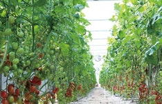 피피에스 TY스위티니 소비시장 반응 뜨거운 대추형 방울토마토