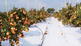 제주형 아열대 과일과 월동 채소 품종·기술 보급