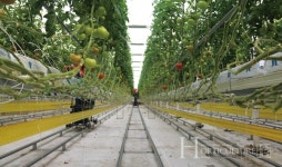 토마토 최적 생육환경 제공으로 흰가루병도 문제 없어