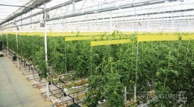 토마토 최적 생육환경 제공으로 흰가루병도 문제 없어