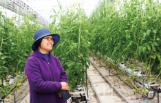 꽃 키우던 비닐하우스를 토마토 스마트팜 농장으로