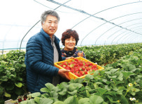 딸기 전용 상토 BC2로 수확량 3배 증가