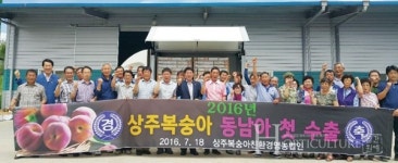 복숭아 수출량 전국 1위, 상주