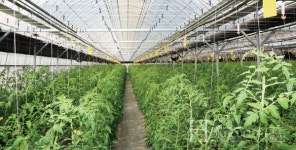 스마트팜에 키우는 친환경 퇴촌 찰토마토