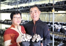 갓과 대의 품질이 우수한 느타리 신품종 솔타리