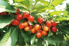 한국 농부가 키운 국산 체리 최고