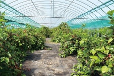 오디 농부가 만드는 유기농 뽕잎차