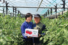 맛으로 승부하는 학교 급식 토마토