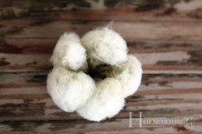 한옥 마당에서 즐기는 목화 솜 체험