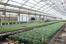 애플수박 모종 전문 생산 육묘장