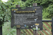 주말 농장에서   나만의 배나무키워볼까?