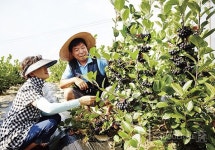 눈 건강에 으뜸,  천연 항산화제 유기농 아로니아