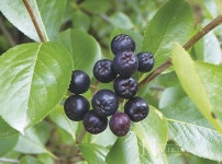 눈 건강에 으뜸,  천연 항산화제 유기농 아로니아