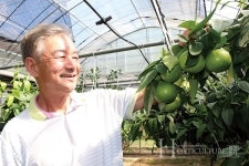 도시 사람들이  줄 서서 사먹는 추석 황금향