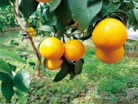 도시 사람들이  줄 서서 사먹는 추석 황금향