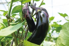 산지유통센터 건립, 전국 일등 가지 공고히!